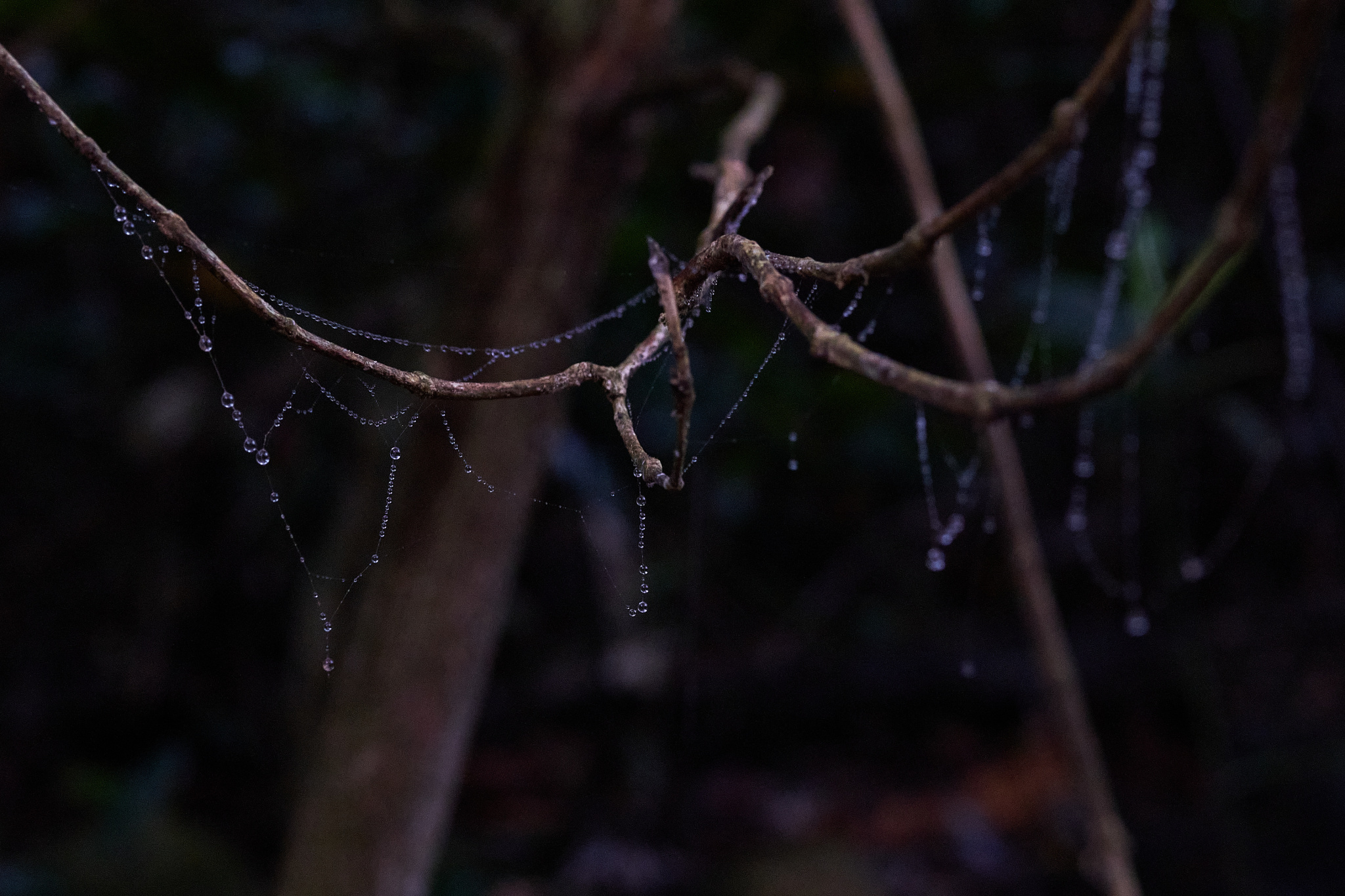 TORRA 三義 比賽 2024.11