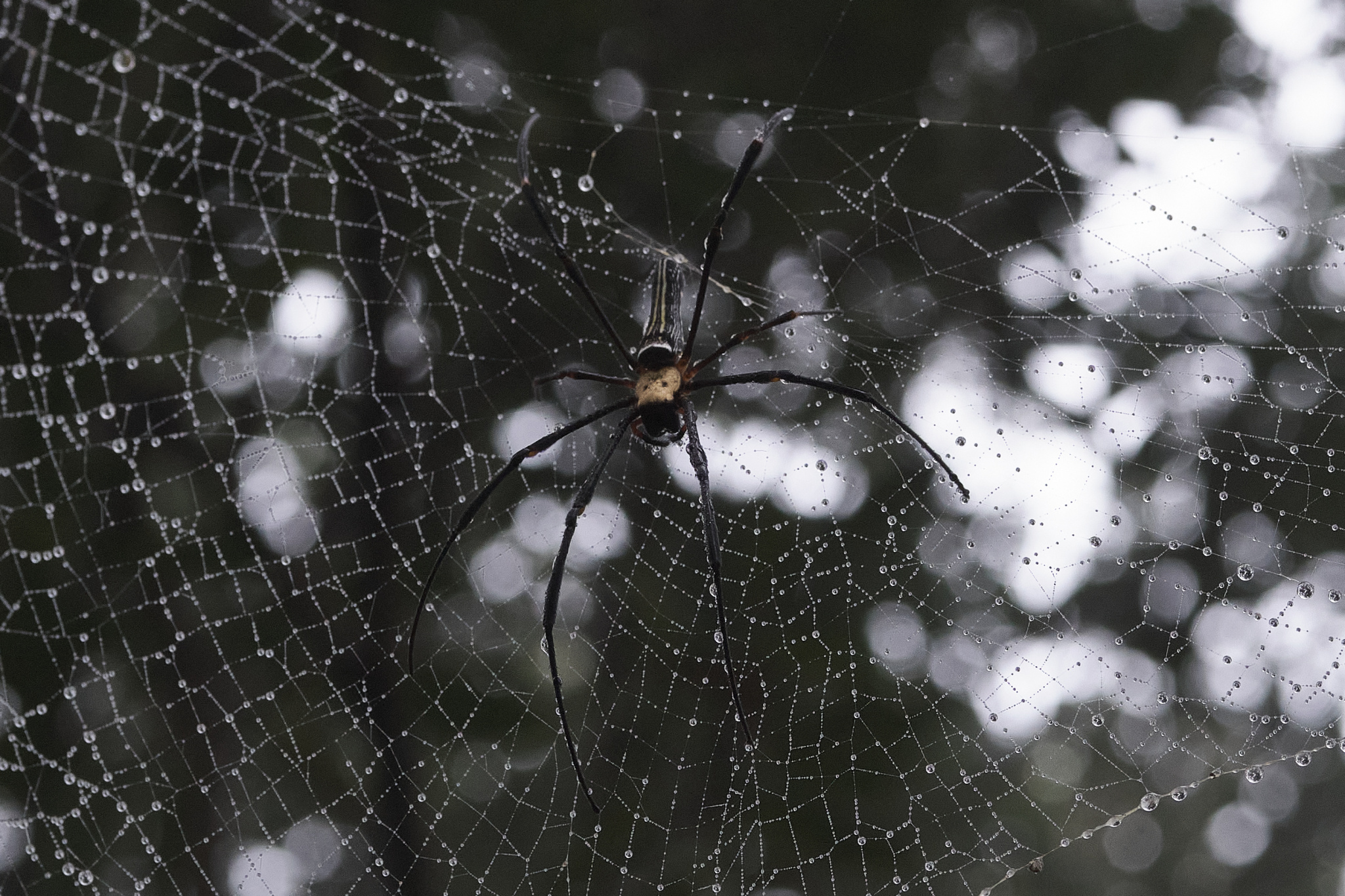 TORRA 三義 比賽 2024.11