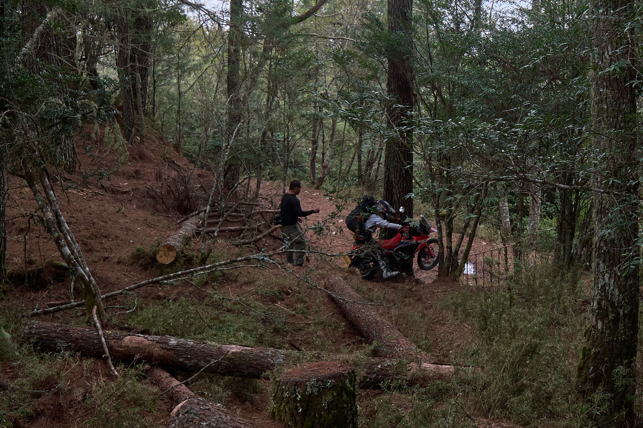 丹大林道 // Danda Forest Road