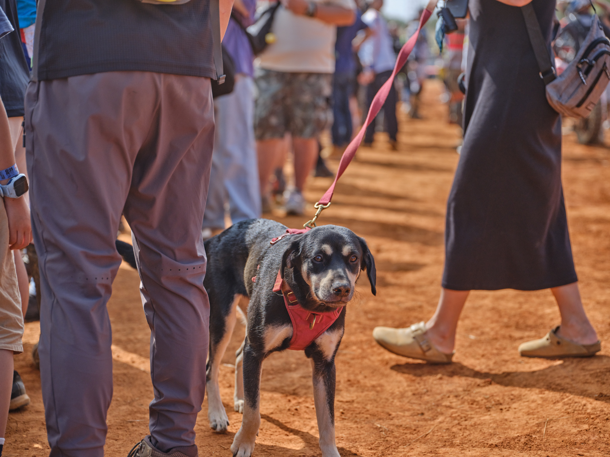 TORRA 三義 比賽 2025.11 // TORRA Sanyi Race 2025.11