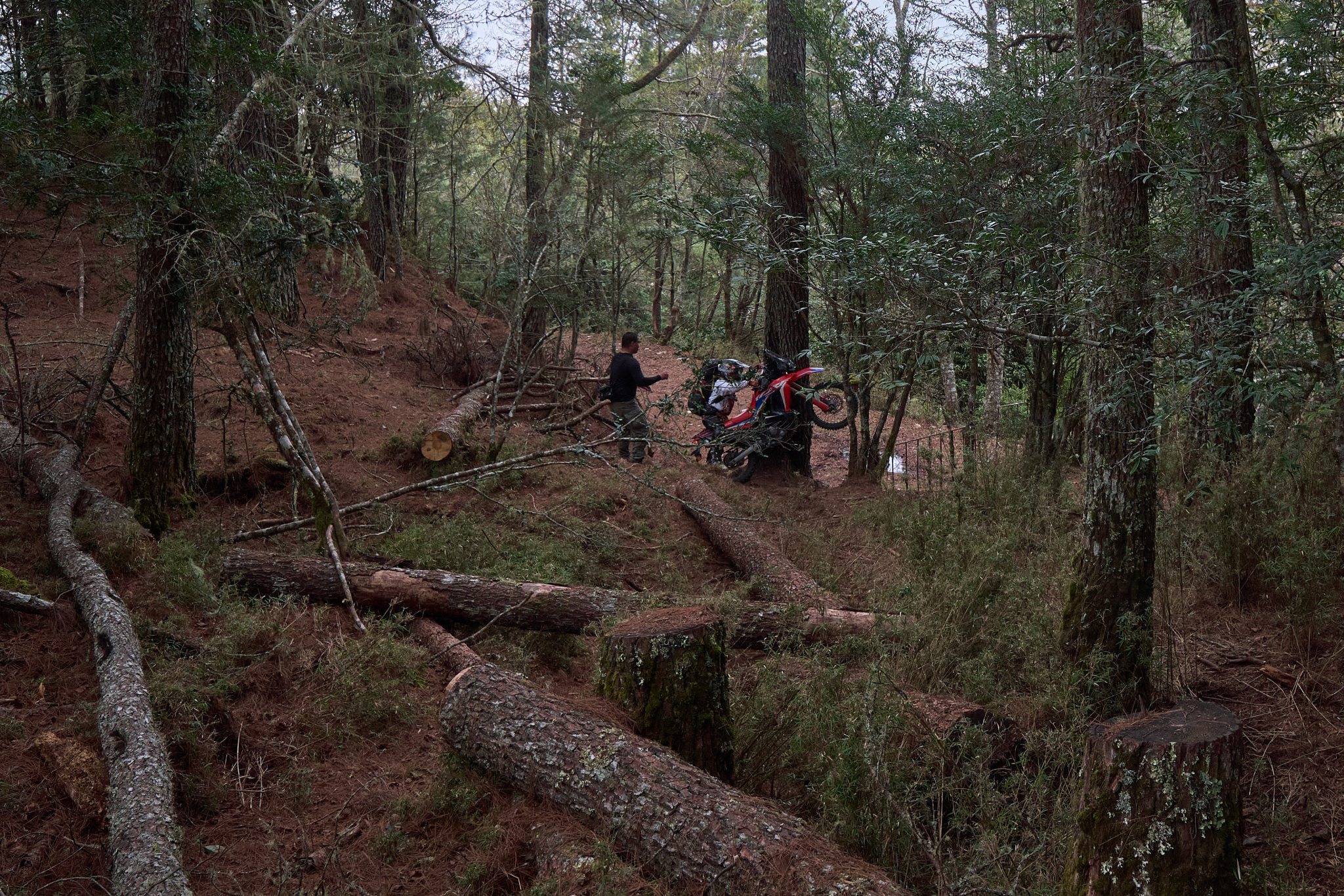 丹大林道 // Danda Forest Road