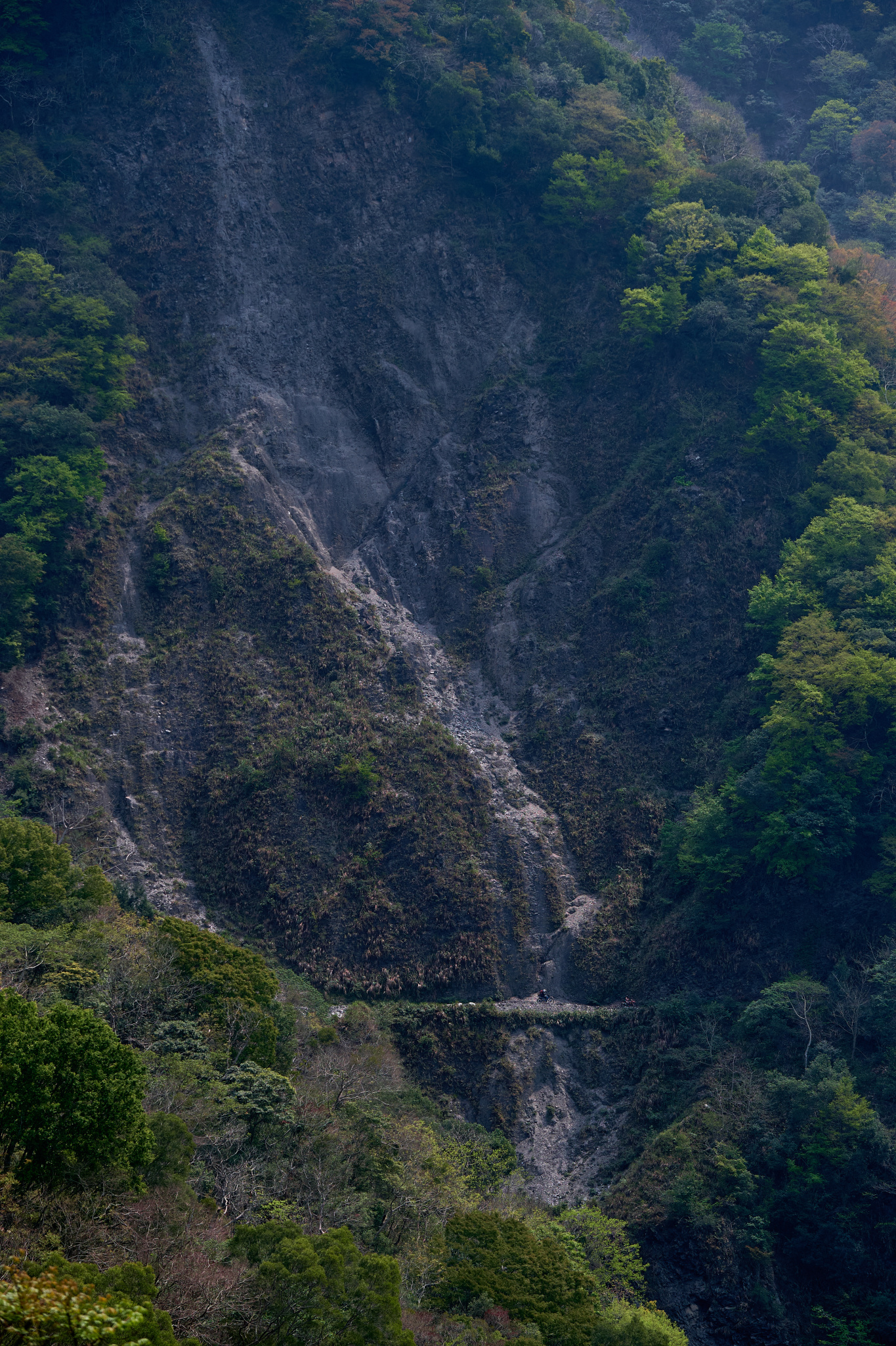 丹大林道 // Danda Forest Road