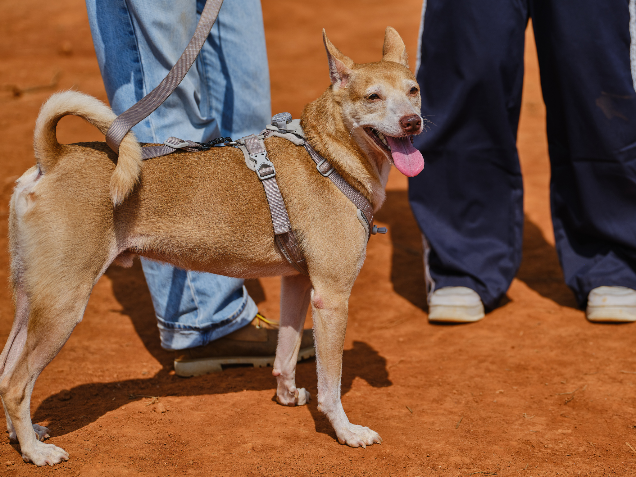 TORRA 三義 比賽 2025.11 // TORRA Sanyi Race 2025.11