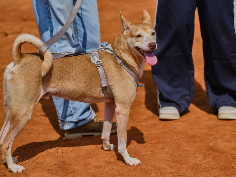 TORRA 三義 比賽 2025.11 // TORRA Sanyi Race 2025.11