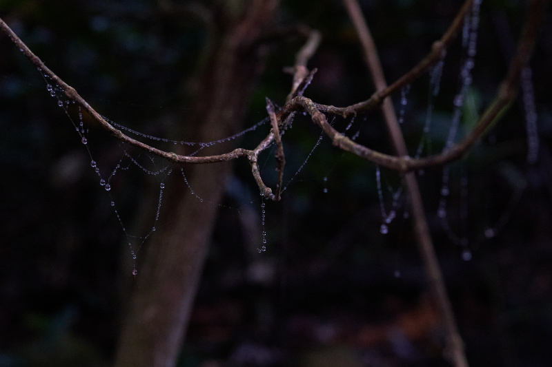 TORRA 三義 比賽 2024.11