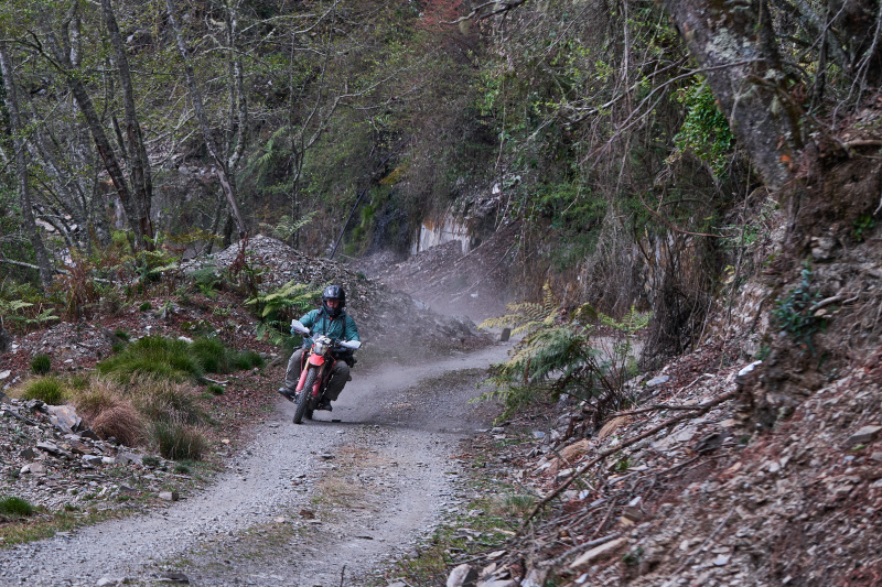 丹大林道 // Danda Forest Road