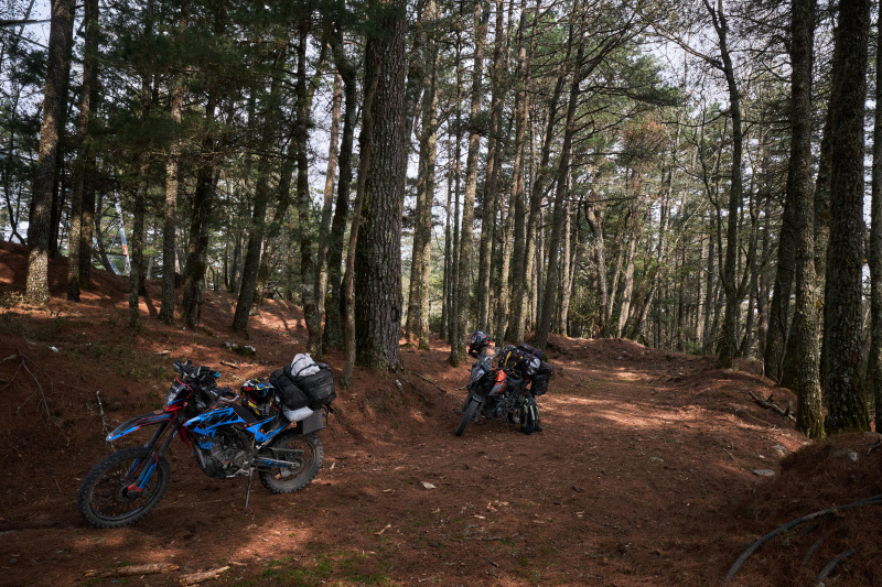 丹大林道 // Danda Forest Road