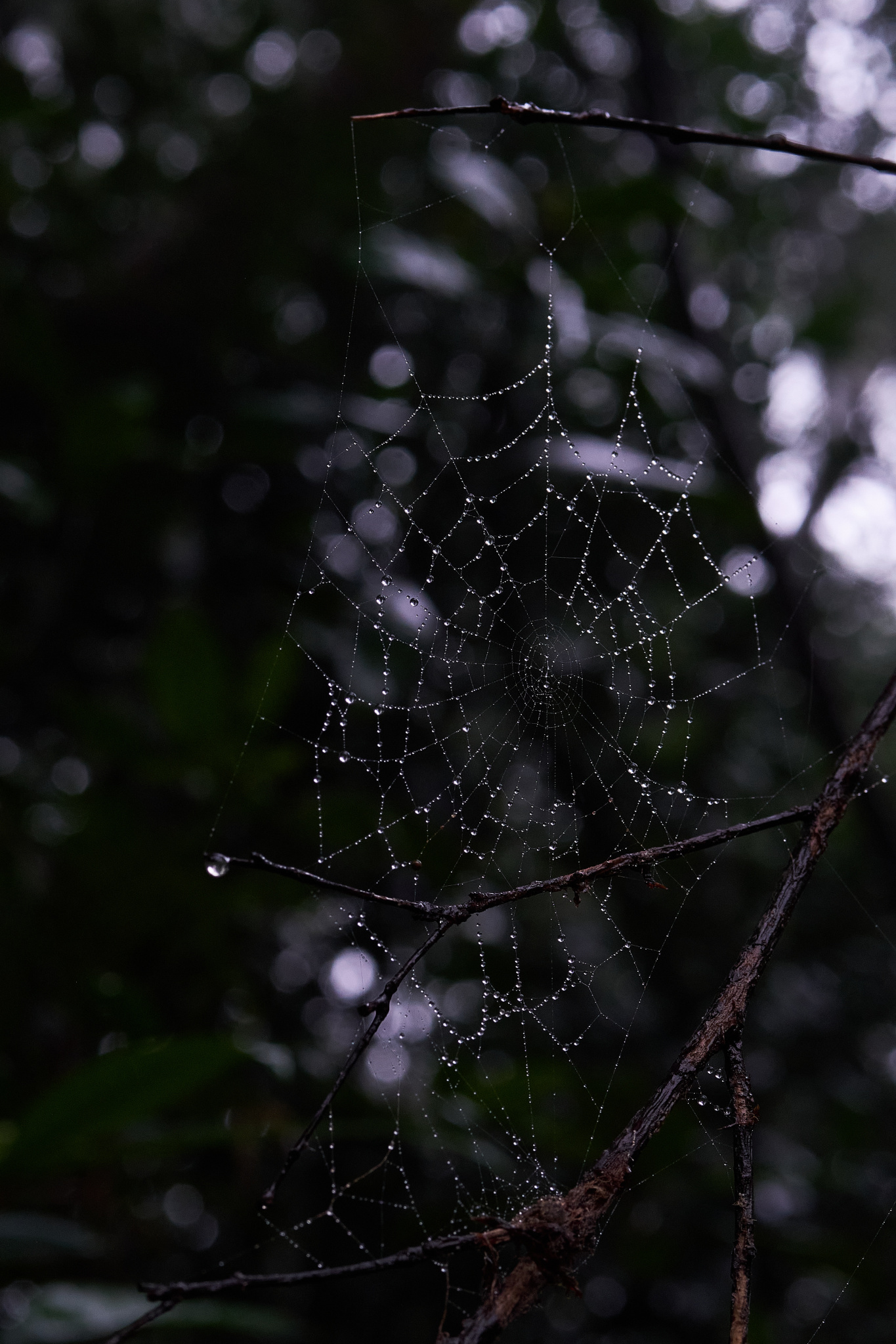 TORRA 三義 比賽 2024.11