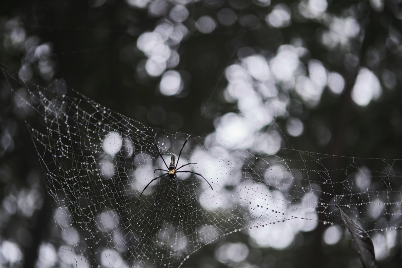 TORRA 三義 比賽 2024.11